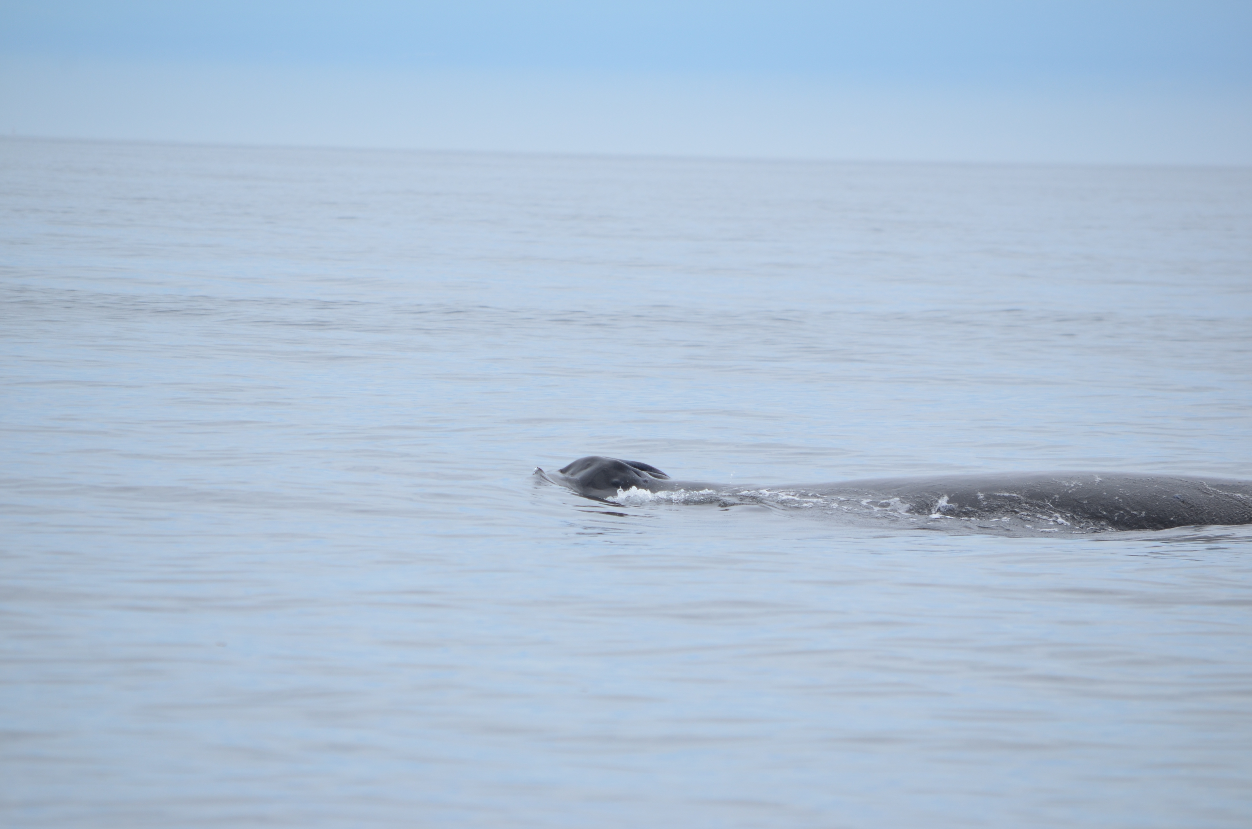 photos/wildlife/Mammal_Species/Humpback Whale/DSC_0103.JPG